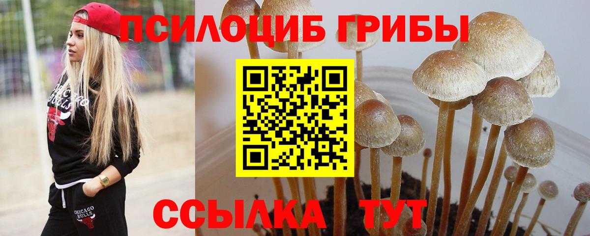 Галлюциногенные грибы Psilocybe Елабуга